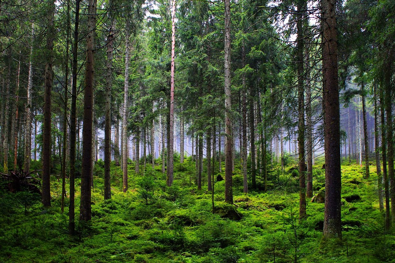 découvrez l'univers fascinant des forêts, ces écosystèmes riches en biodiversité, qui jouent un rôle essentiel dans la régulation du climat et la préservation de la faune. explorez les bienfaits des forêts pour notre planète et notre santé, ainsi que les enjeux de leur protection.