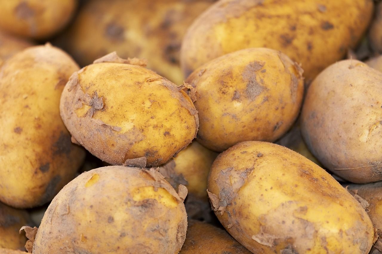 découvrez comment les cultures alimentaires durables contribuent à préserver l'environnement tout en assurant une production agricole responsable et efficace.