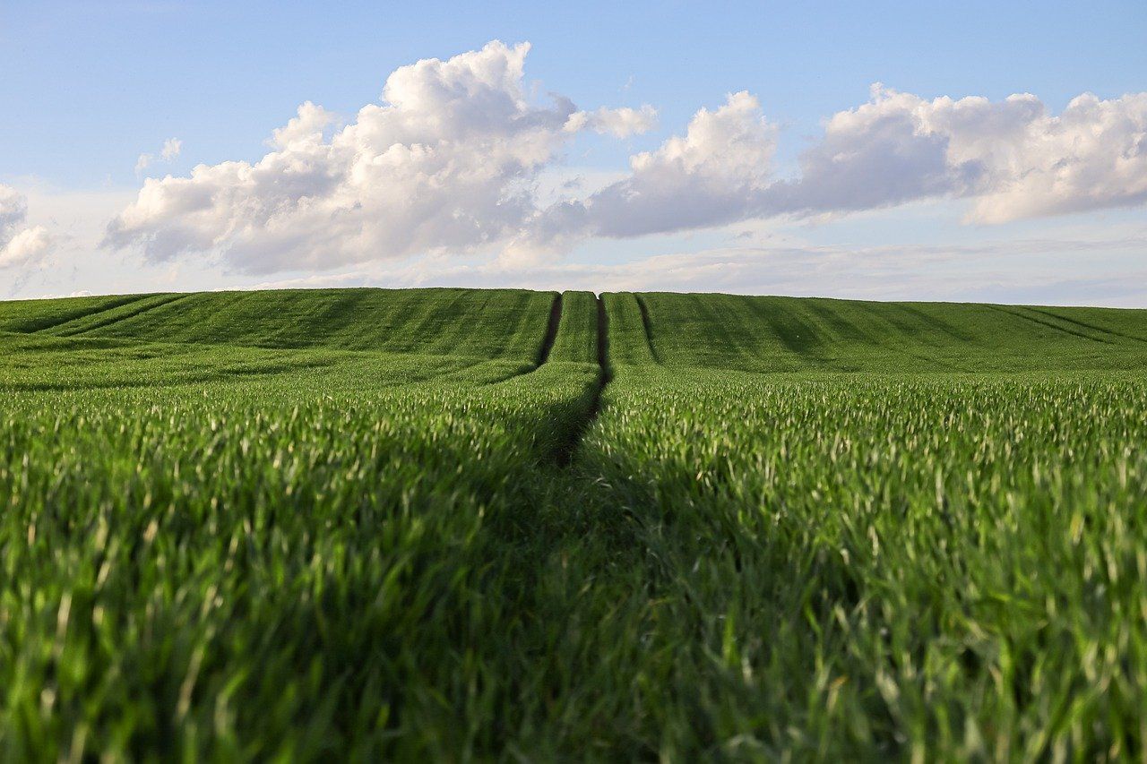 découvrez l'agriculture biodynamique : une méthode écologique qui renforce la santé des sols, des plantes et des animaux grâce à des pratiques naturelles et respectueuses de l'environnement.