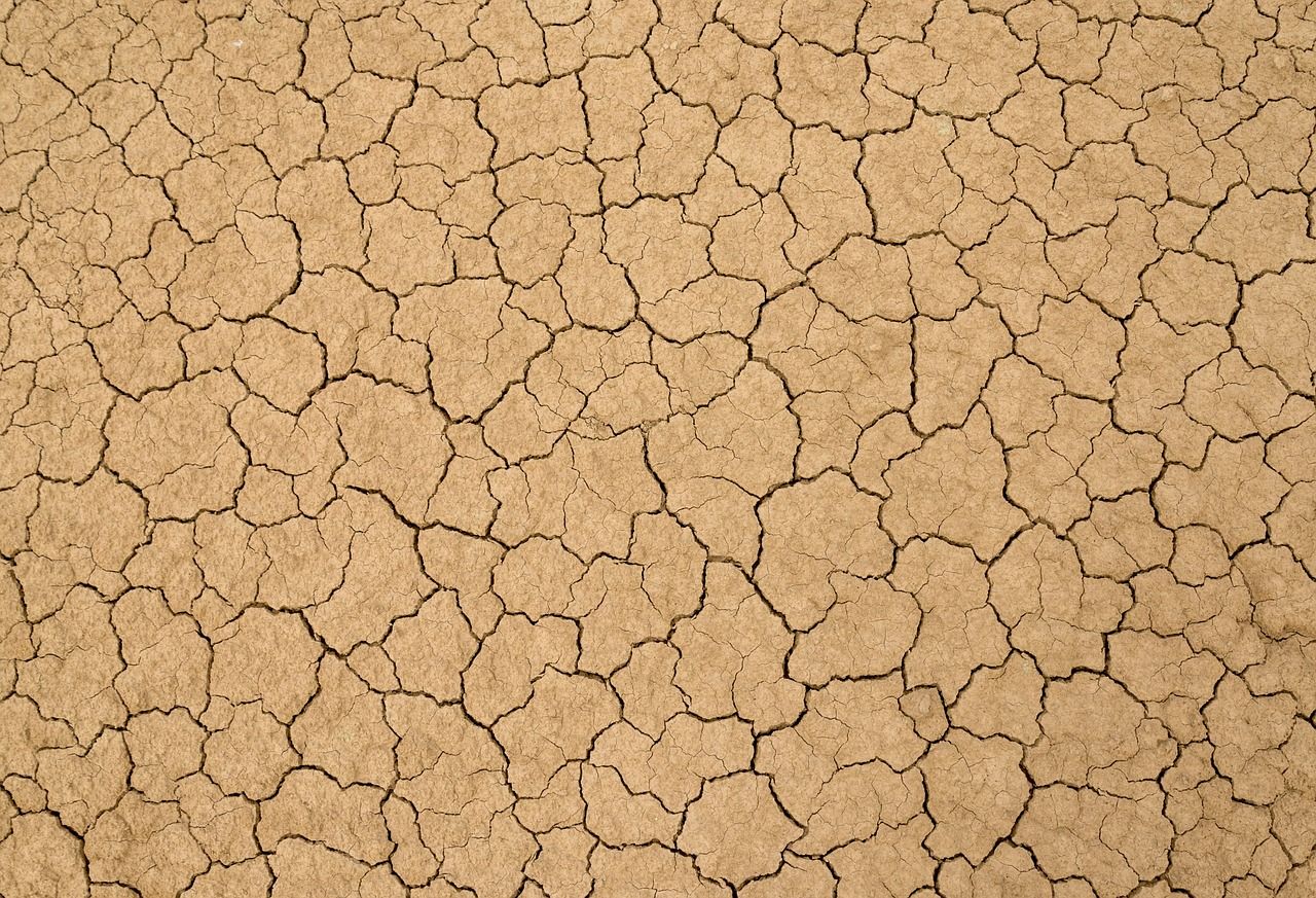 découvrez l'importance de la santé des sols pour l'écologie, l'agriculture durable et la biodiversité. apprenez comment des pratiques appropriées peuvent enrichir votre sol et favoriser une croissance végétale optimale.