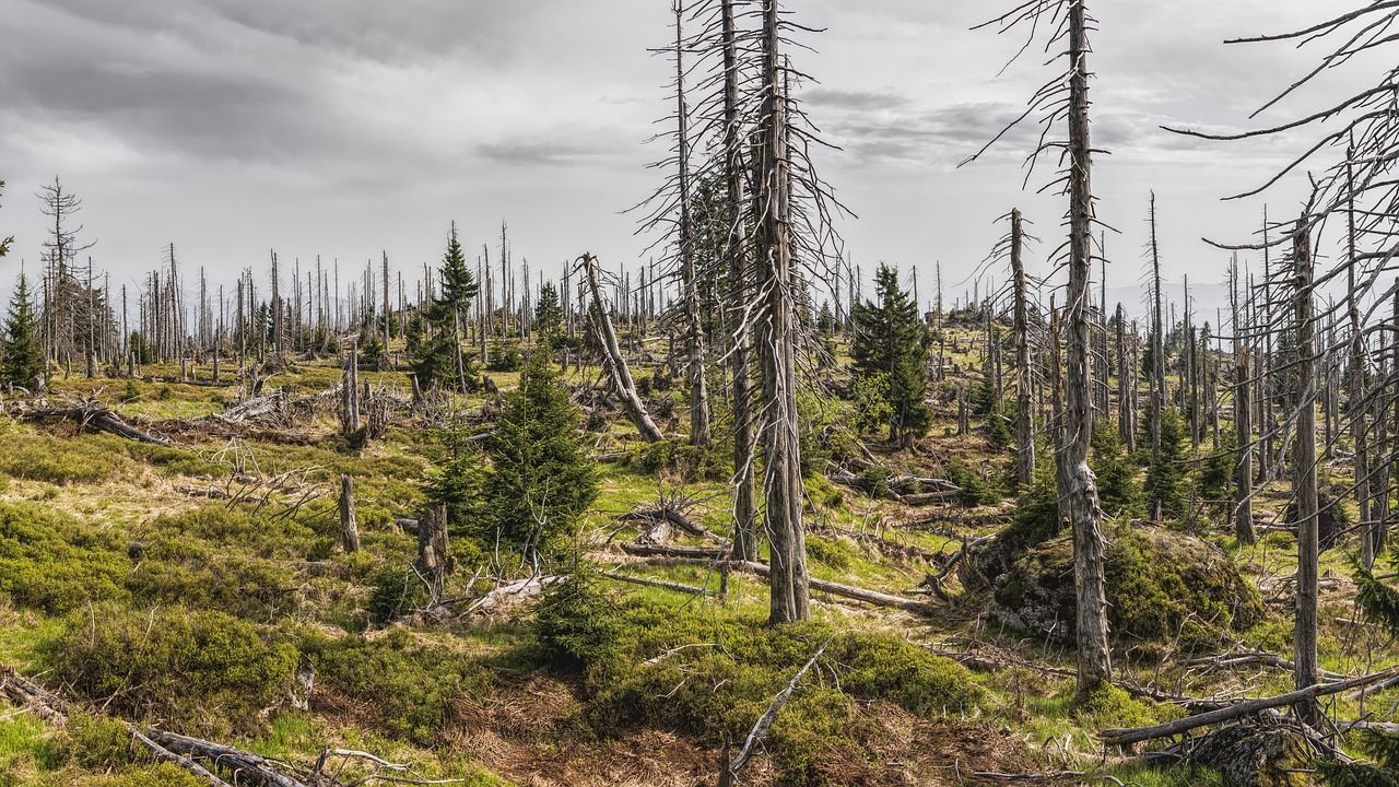 découvrez la psychologie environnementale, une discipline qui étudie l'interaction entre les individus et leur environnement pour promouvoir un cadre de vie durable et harmonieux.