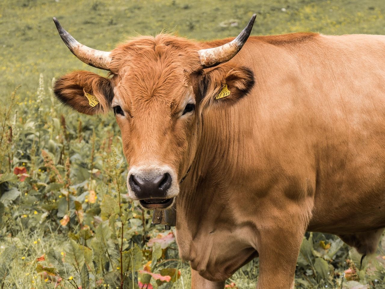 découvrez l'agriculture régénératrice, une méthode durable qui améliore la santé des sols, restaure la biodiversité et lutte contre le changement climatique.