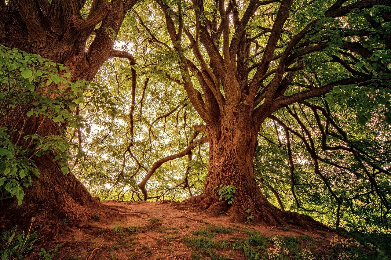 découvrez l'univers fascinant des forêts : habitats riches en biodiversité, écosystèmes vitaux pour notre planète, et trésors naturels à explorer. plongez dans la beauté des paysages forestiers et apprenez l'importance de leur préservation.
