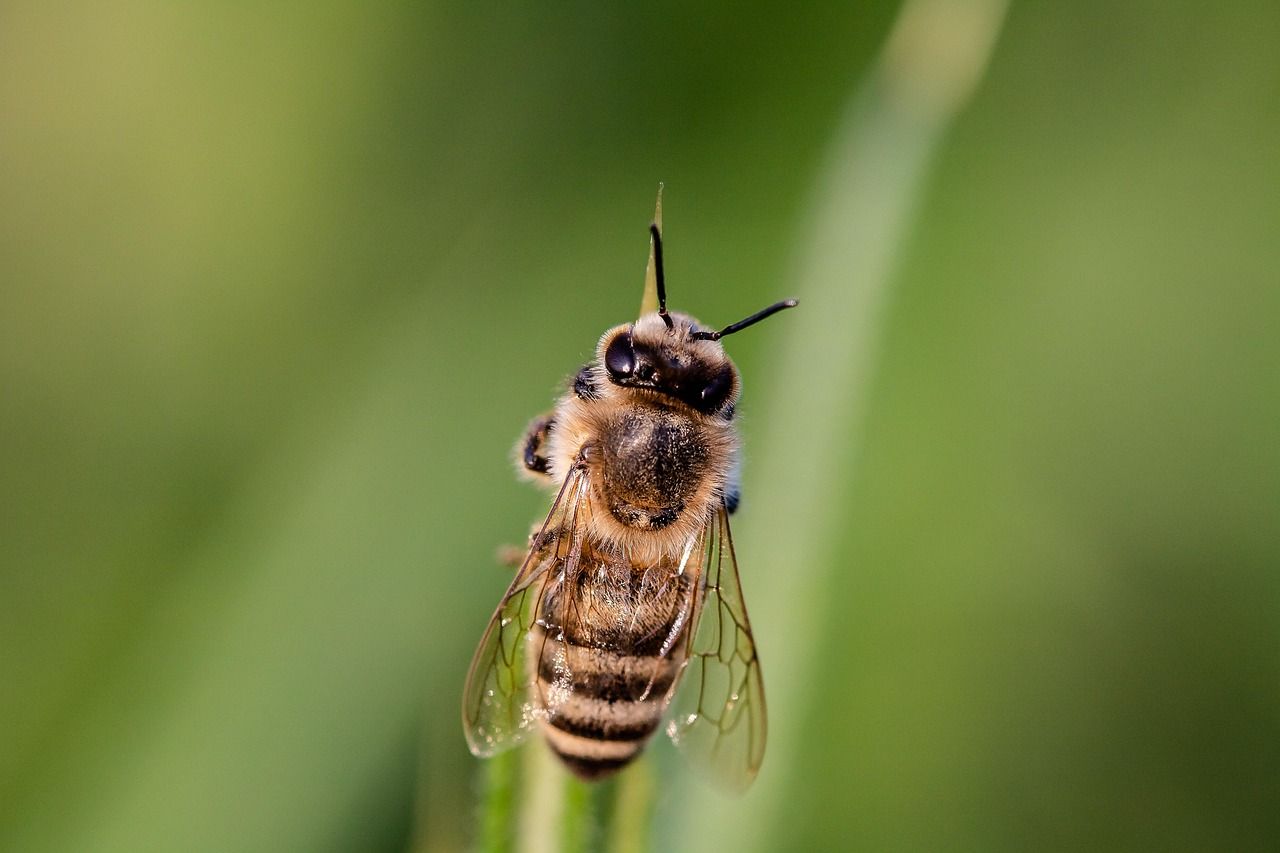 découvrez ce qu'est la biodiversité, son importance pour la planète et comment chacun peut contribuer à la préserver. apprenez-en plus sur la richesse des espèces et les enjeux de la protection de la nature.