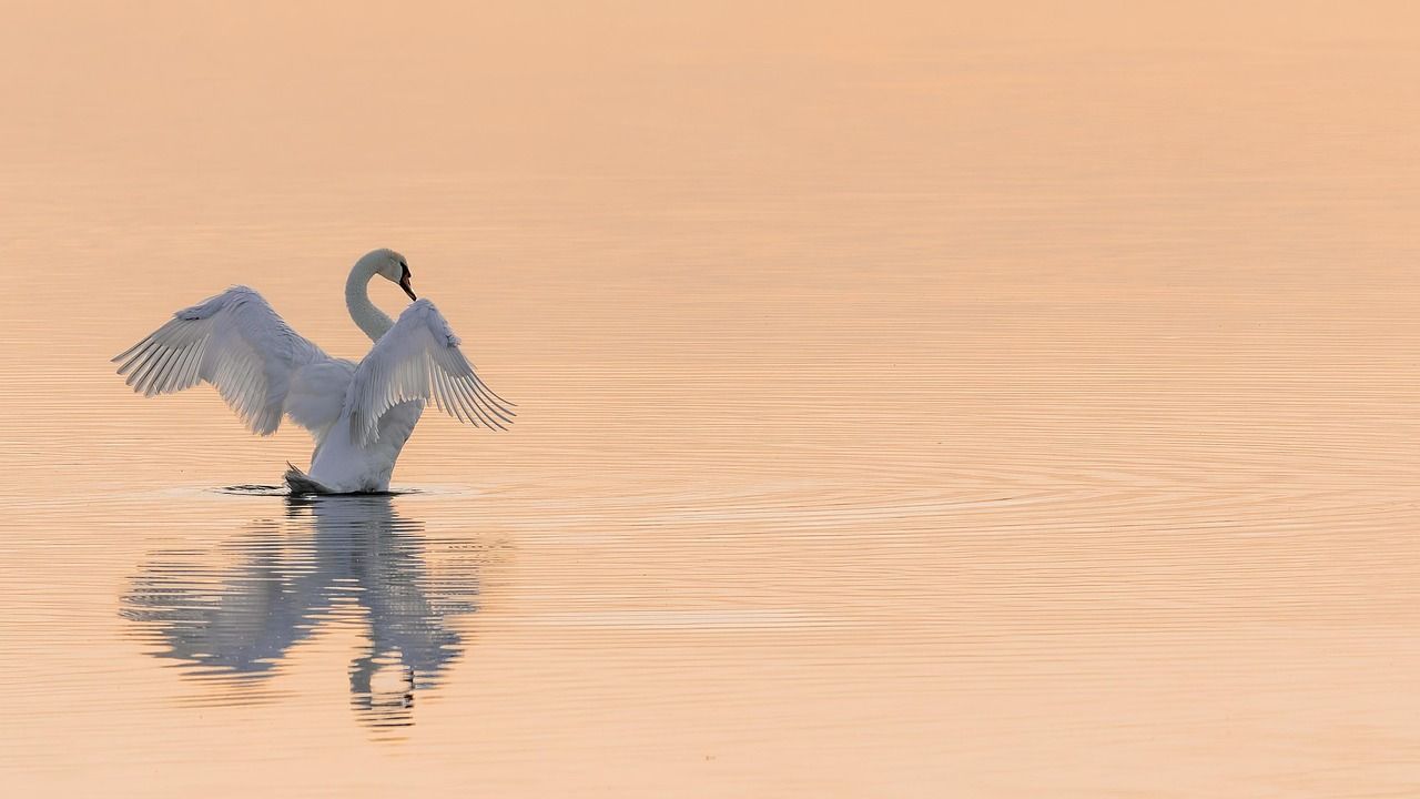 découvrez comment le financement de la conservation de la faune joue un rôle crucial dans la protection des espèces menacées et des écosystèmes. explorez des stratégies innovantes et des initiatives de financement qui soutiennent les efforts de préservation et garantissent un avenir durable pour notre biodiversité.