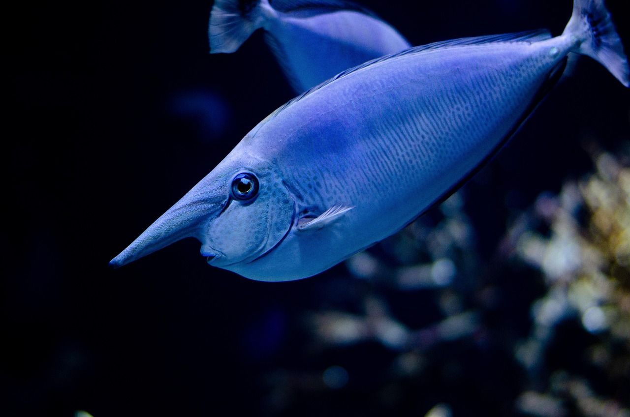 découvrez l'univers fascinant des zoos à travers le monde. explorez les habitats naturels recréés, admirez la diversité des espèces et apprenez sur la conservation de la faune. idéal pour les familles, les passionnés d'animaux et les amoureux de la nature.