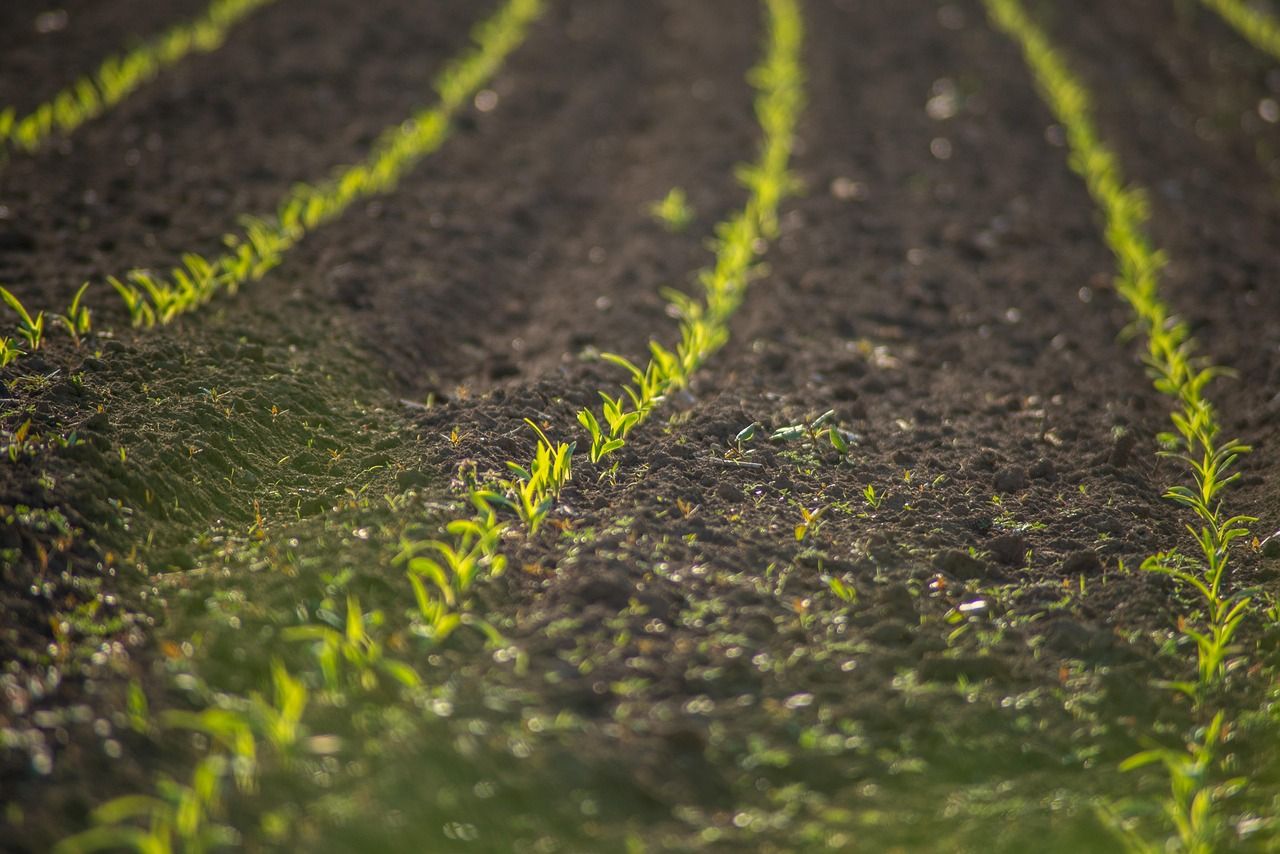 découvrez les pratiques de l'agriculture durable qui préservent l'environnement tout en garantissant des rendements optimaux. explorez les techniques innovantes et respectueuses de la nature pour une production alimentaire responsable.