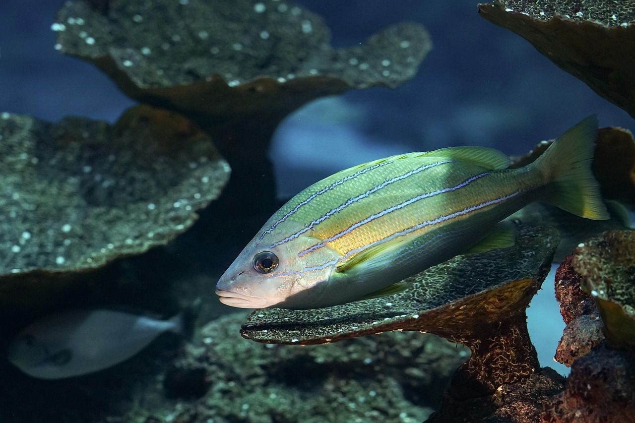 découvrez tout sur la biodiversité : son importance, son rôle dans notre environnement, les menaces qui pèsent sur elle et les actions pour la préserver. informez-vous et agissez pour protéger la richesse du vivant !