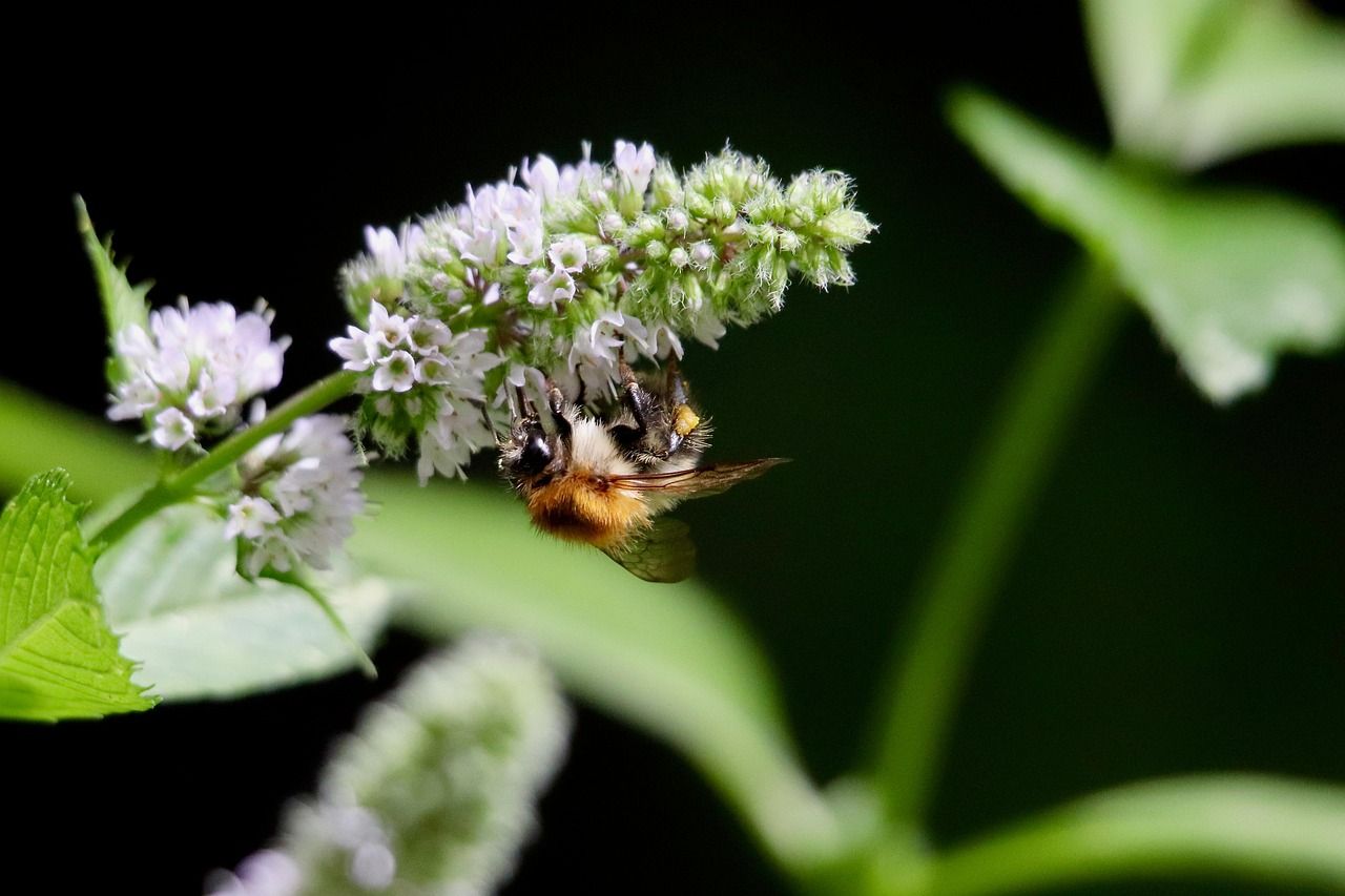 découvrez les écosystèmes terrestres, des communautés de plantes et d'animaux interconnectées qui jouent un rôle crucial dans la régulation de notre planète. explorez leur diversité, leur fonctionnement et l'importance de leur préservation pour l'équilibre de la biosphère.