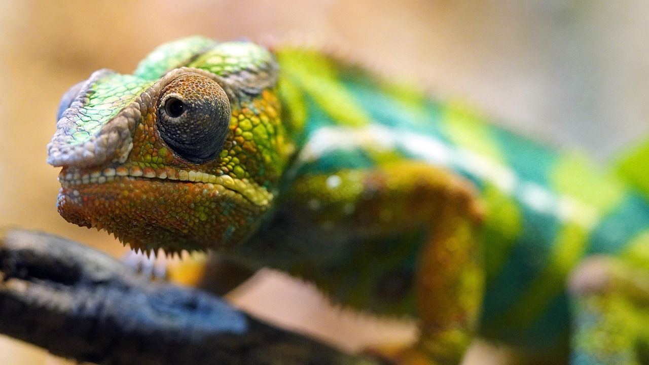 découvrez la richesse et la diversité de la biodiversité marine, un écosystème vital pour la santé de notre planète. explorez les espèces marines, leur habitat, et l'importance de leur préservation pour l'équilibre écologique.