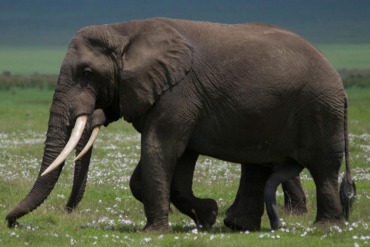 découvrez l'importance de la biodiversité pour notre planète. explorez les écosystèmes variés, la faune et la flore qui composent notre environnement, ainsi que les actions nécessaires pour préserver cette richesse naturelle essentielle à la vie sur terre.