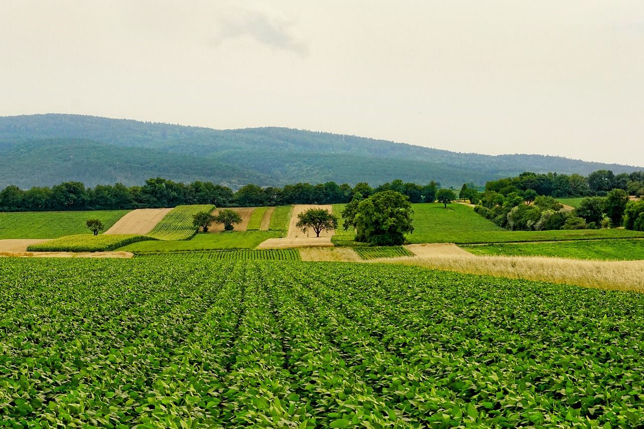 découvrez les principes de l'agriculture durable, une approche qui préserve les ressources naturelles tout en répondant aux besoins alimentaires de la population. apprenez comment cette méthode favorise la biodiversité, réduit les impacts environnementaux et soutient les agriculteurs dans une quête d'innovation et de respect de la nature.