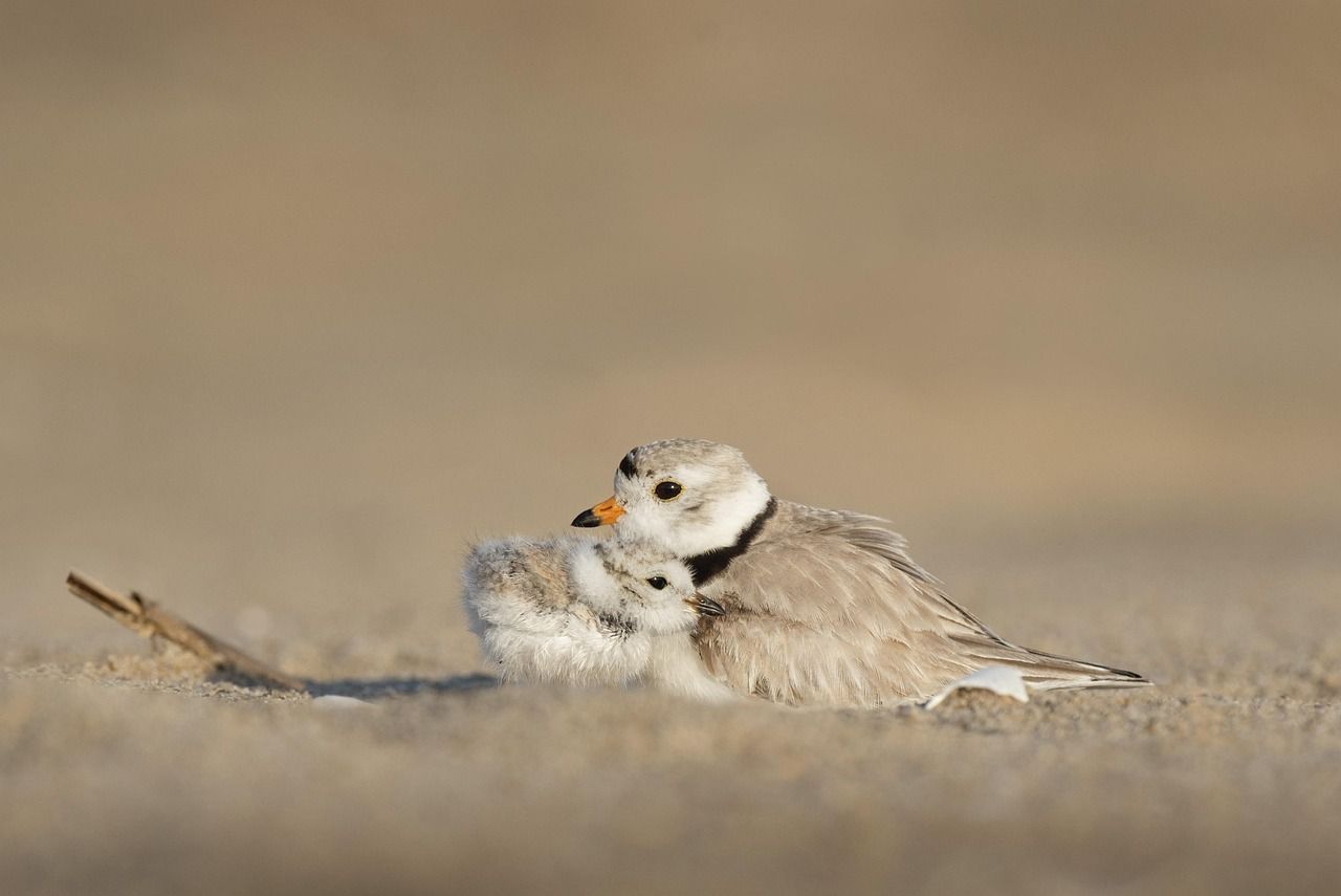 découvrez l'importance de la protection des océans et comment préserver la biodiversité marine. informez-vous sur les initiatives, les défis et les actions à entreprendre pour sauvegarder nos mers et océans essentiels à la vie sur terre.