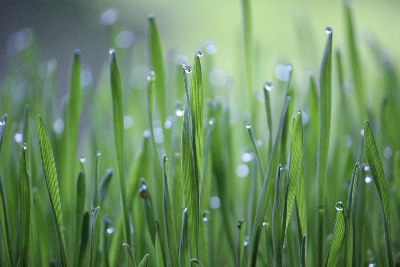 découvrez l'agriculture régénératrice, une approche durable qui améliore la santé des sols, restaure la biodiversité et combat le changement climatique. apprenez comment cette méthode révolutionnaire transforme l'agriculture moderne en réconciliant production alimentaire et protection de l'environnement.