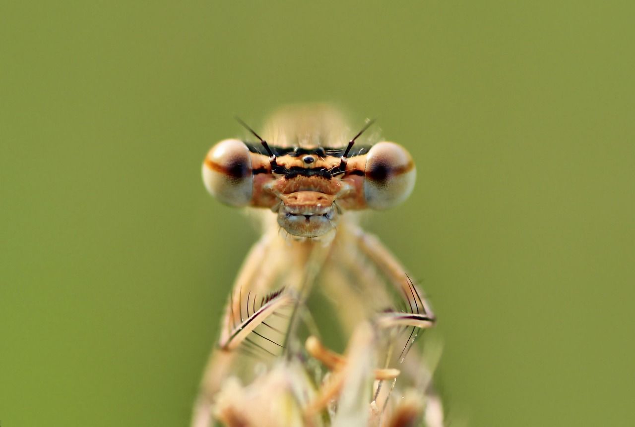 découvrez les techniques de propagation des espèces, des méthodes naturelles aux pratiques horticoles modernes, pour favoriser la biodiversité et préserver nos écosystèmes.