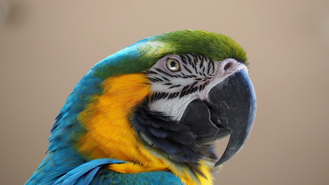 découvrez la majesté de la forêt amazonienne, un écosystème riche en biodiversité, abritant des milliers d'espèces d'animaux et de plantes. plongez dans l'importance écologique de cette jungle luxuriante et ses enjeux de conservation.