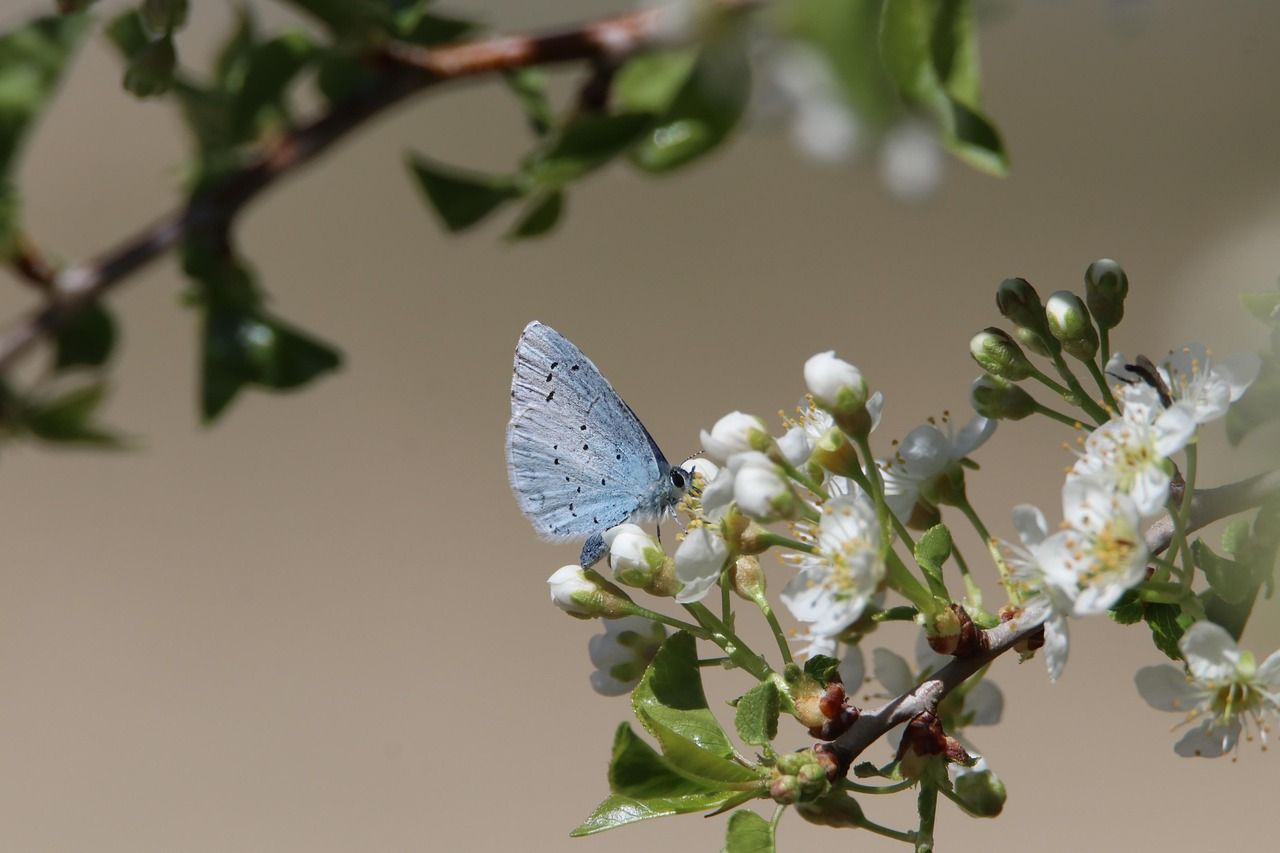 découvrez l'importance de la biodiversité, son rôle crucial pour la planète, les menaces qu'elle subit et les actions possibles pour la préserver. informez-vous sur les espèces, les écosystèmes, et les solutions à mettre en place.