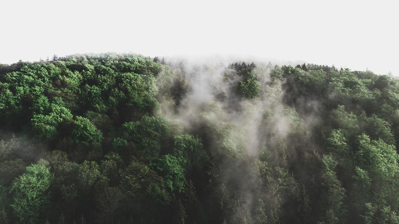 découvrez tout sur l'environnement : actualités, conseils pratiques, enjeux écologiques et solutions pour protéger notre planète au quotidien.