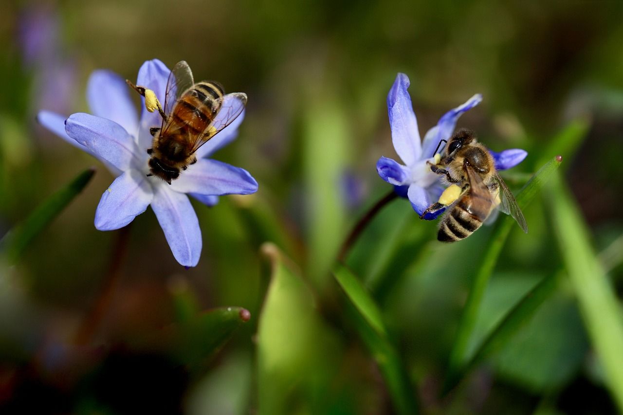 découvrez l'importance de la biodiversité, son rôle essentiel dans nos écosystèmes et les actions pour la préserver.