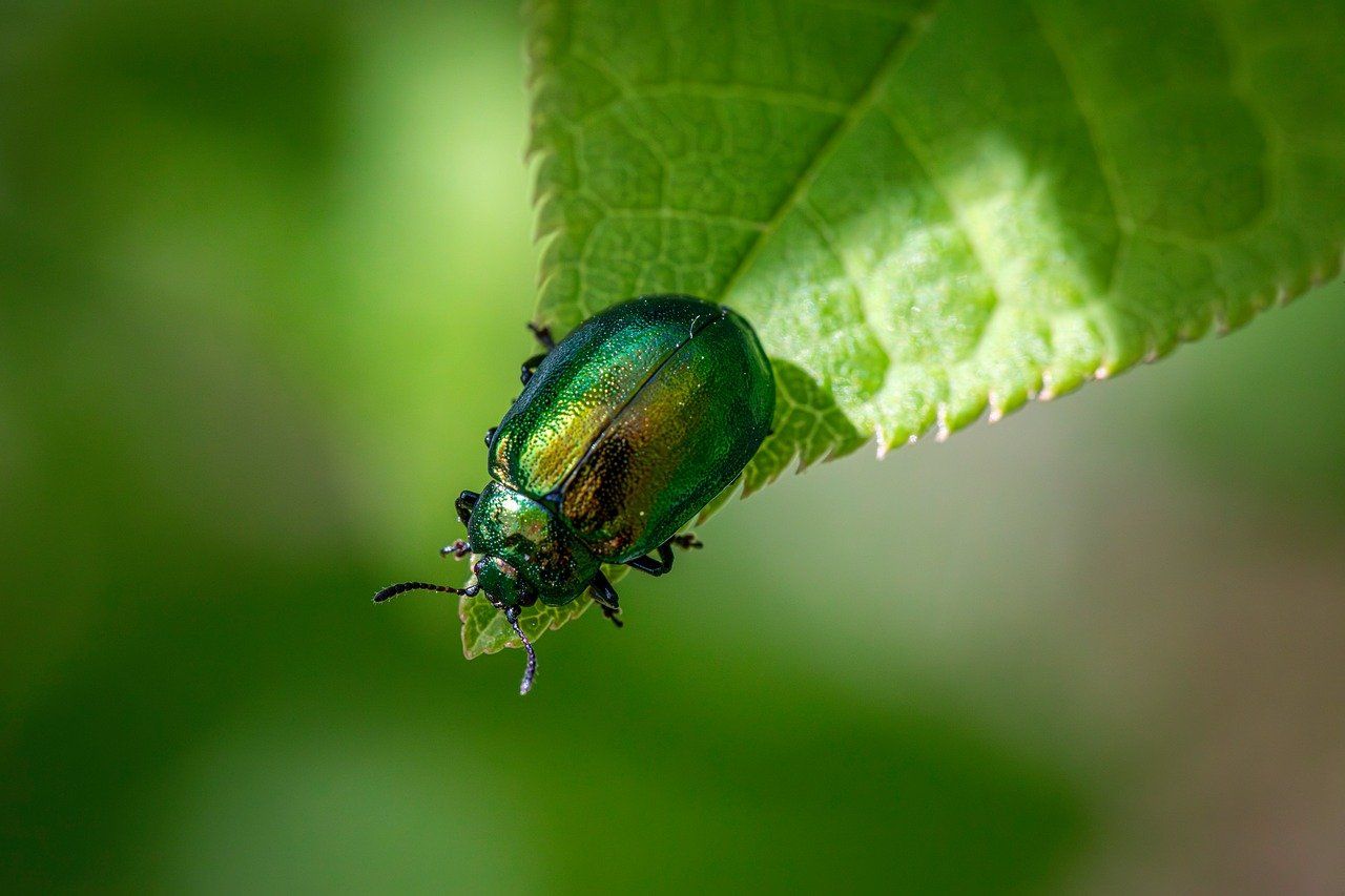 découvrez comment l'évaluation de la biodiversité permet de mesurer la richesse et la diversité des espèces dans un milieu naturel, afin de mieux préserver les écosystèmes et promouvoir la conservation.