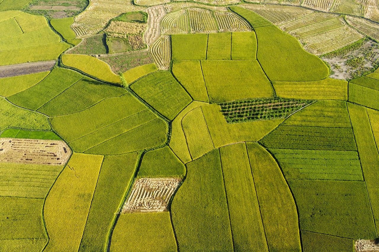 découvrez l'agriculture intensive, une méthode de culture visant à maximiser la production grâce à des techniques modernes et des intrants optimisés. explorez ses avantages, ses défis et son impact sur l'environnement et la durabilité.