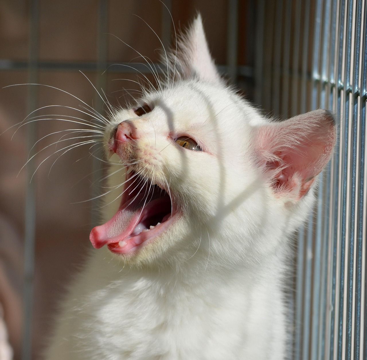 découvrez l'importance du bien-être animal, ses enjeux et comment nous pouvons tous contribuer à améliorer les conditions de vie des animaux. informez-vous sur les initiatives, les lois et les actions en faveur des droits des animaux.