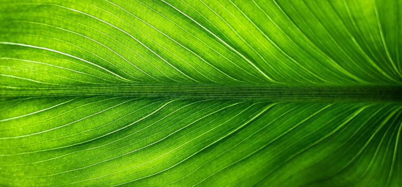 découvrez nos produits de nettoyage écologiques, efficaces et respectueux de l'environnement pour une maison saine et durable.