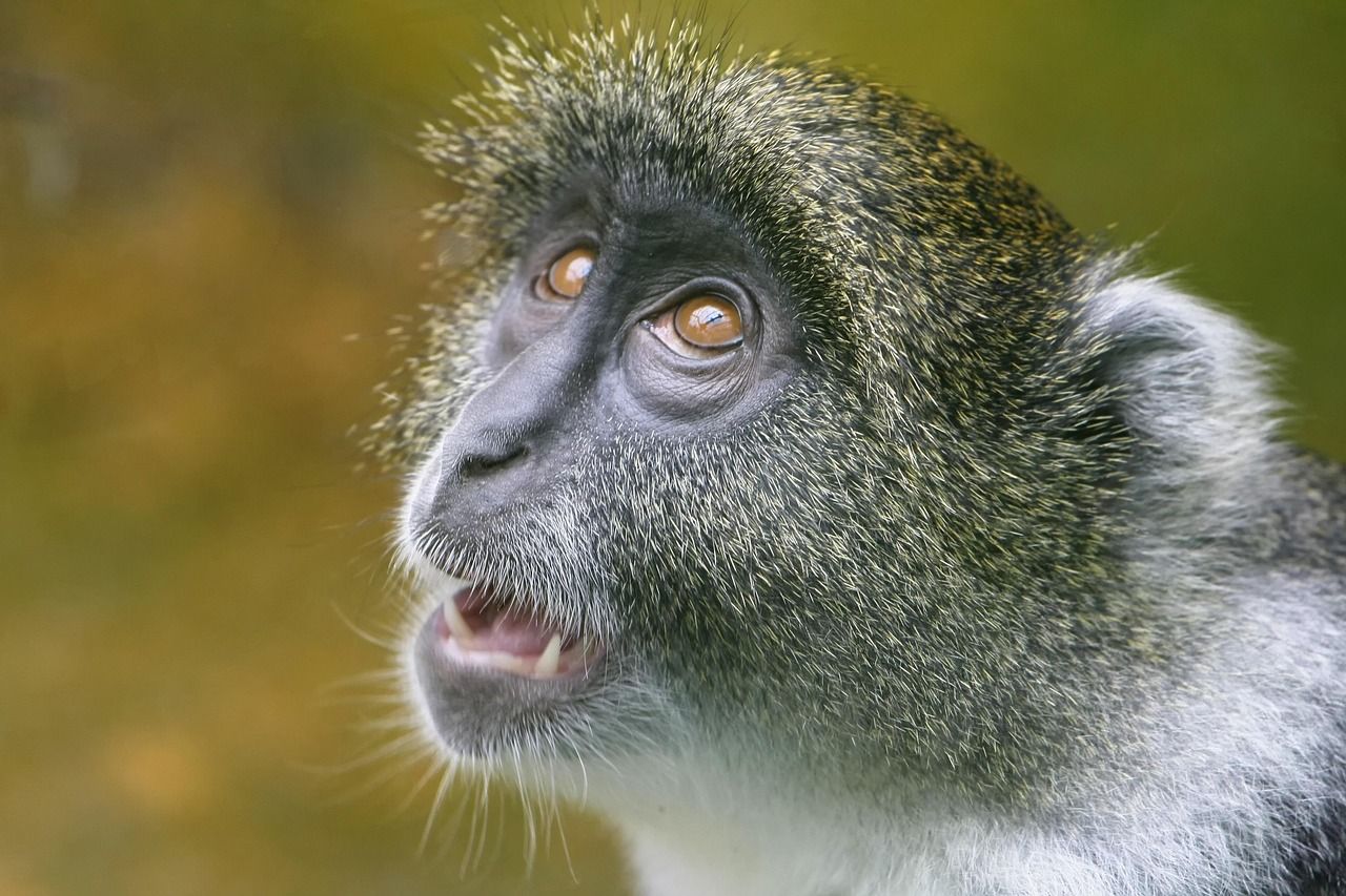 découvrez l'univers fascinant des zoos : des expériences éducatives uniques, la protection des espèces menacées et des moments inoubliables en famille ou entre amis. explorez la biodiversité à travers des visites immersives et engageantes.