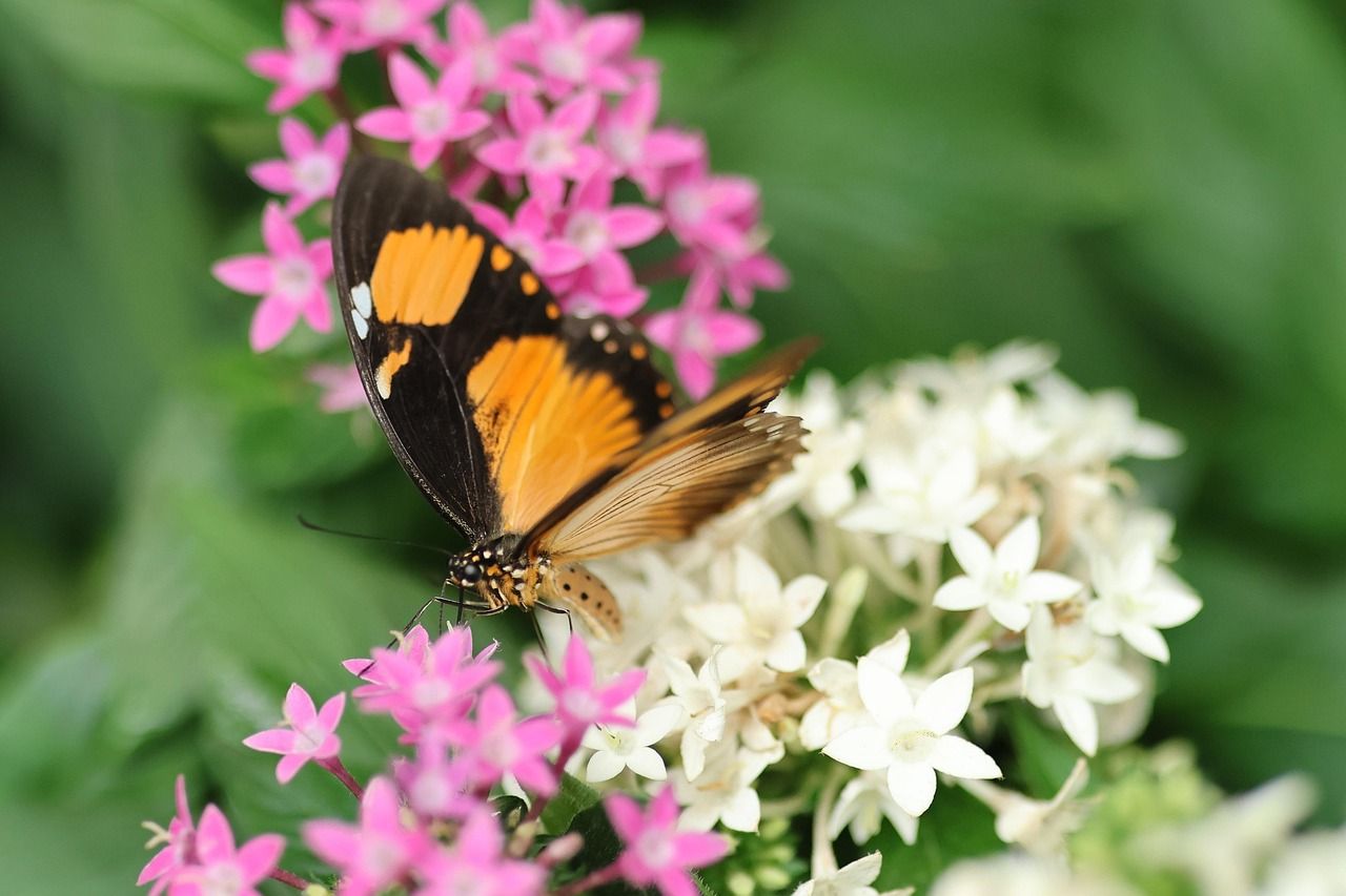 découvrez l'importance de la biodiversité, ses bienfaits pour l'environnement et les solutions pour la préserver. informez-vous sur les enjeux liés à la diversité du vivant.