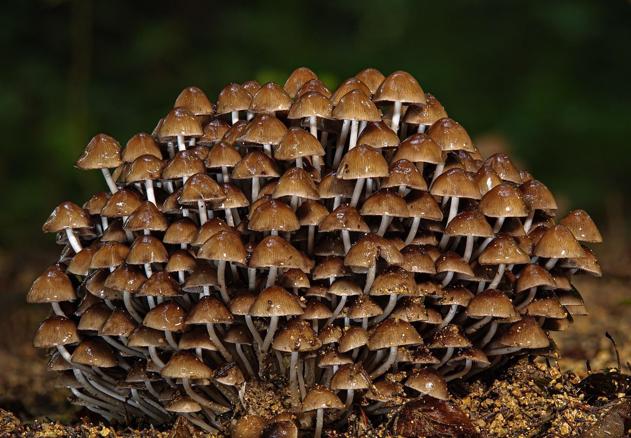 découvrez l'importance de la biodiversité pour notre planète, ses enjeux et les actions à entreprendre pour la préserver. plongez dans l'univers fascinant des écosystèmes et de la variété des espèces qui enrichissent notre vie quotidienne.