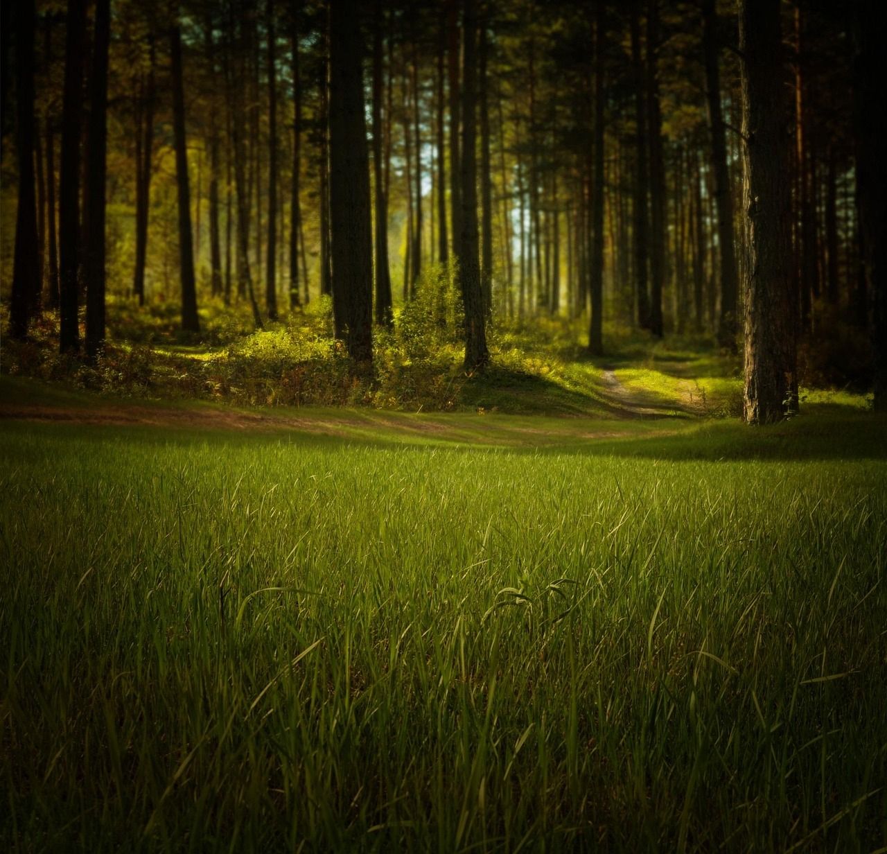 découvrez tout ce qu'il faut savoir sur l'environnement, ses enjeux, sa protection et les actions pour un avenir durable.