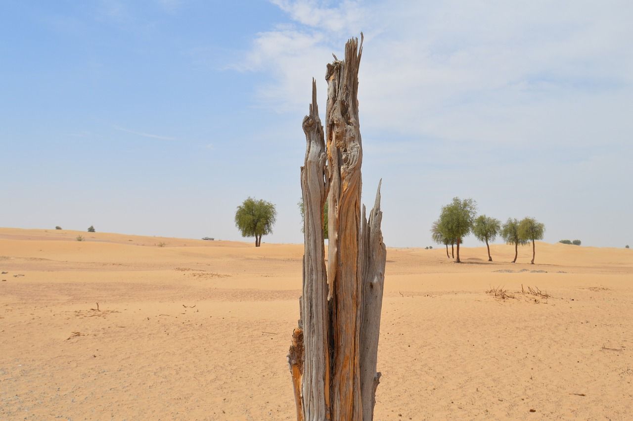 découvrez les enjeux de la déforestation, ses causes et ses conséquences sur la biodiversité et le climat. informez-vous sur les solutions durables pour préserver nos forêts.