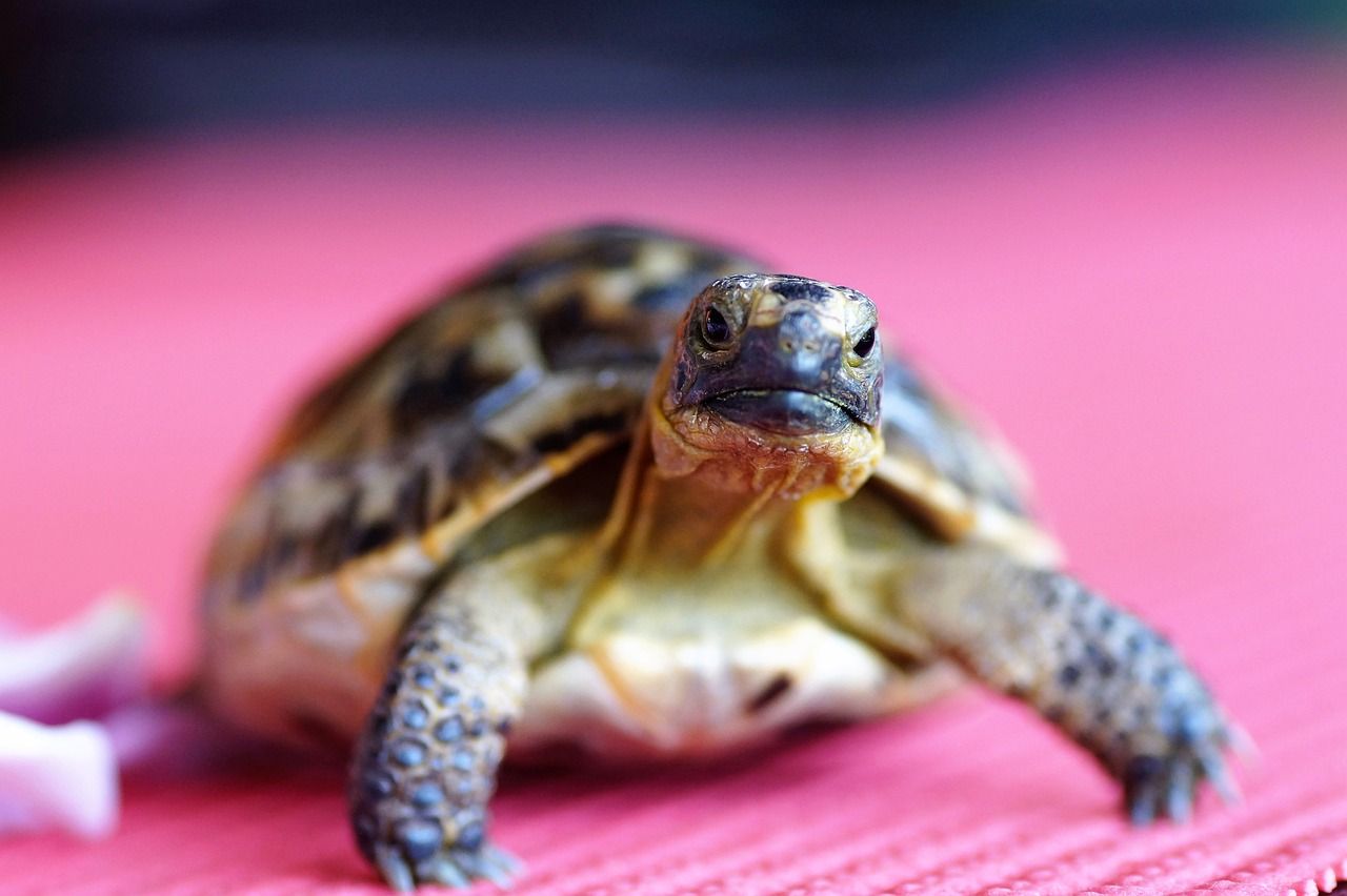 explorez la richesse des écosystèmes terrestres, où la biodiversité et les interactions entre les espèces façonnent notre environnement. découvrez leur rôle crucial dans le maintien de l'équilibre écologique et leur importance pour la survie de notre planète.