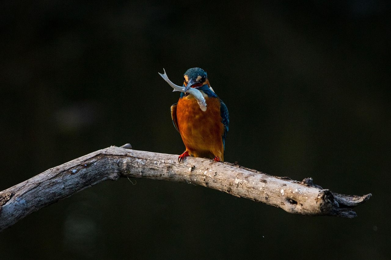 découvrez tout sur les écosystèmes : leur fonctionnement, leur importance pour la planète, et les actions à mener pour les préserver. un guide complet pour comprendre l'équilibre naturel et la biodiversité.