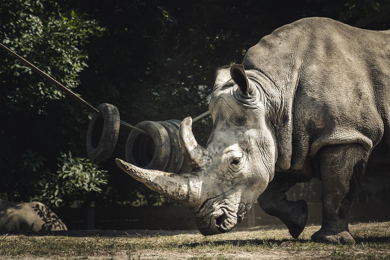 découvrez les stratégies innovantes de financement pour la conservation de la faune, essentielles à la protection des espèces menacées et à la préservation de la biodiversité. engagez-vous pour un avenir durable en soutenant des projets impactants dans la lutte contre le déclin des habitats naturels.
