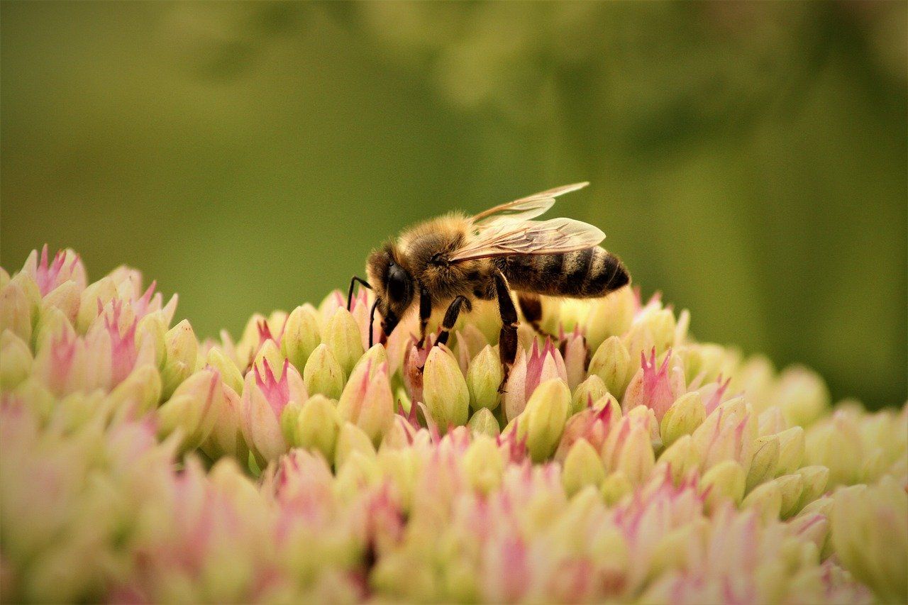 découvrez l'importance de la biodiversité et son rôle essentiel dans la préservation des écosystèmes. apprenez comment protéger la diversité des espèces et préserver notre planète pour les générations futures.