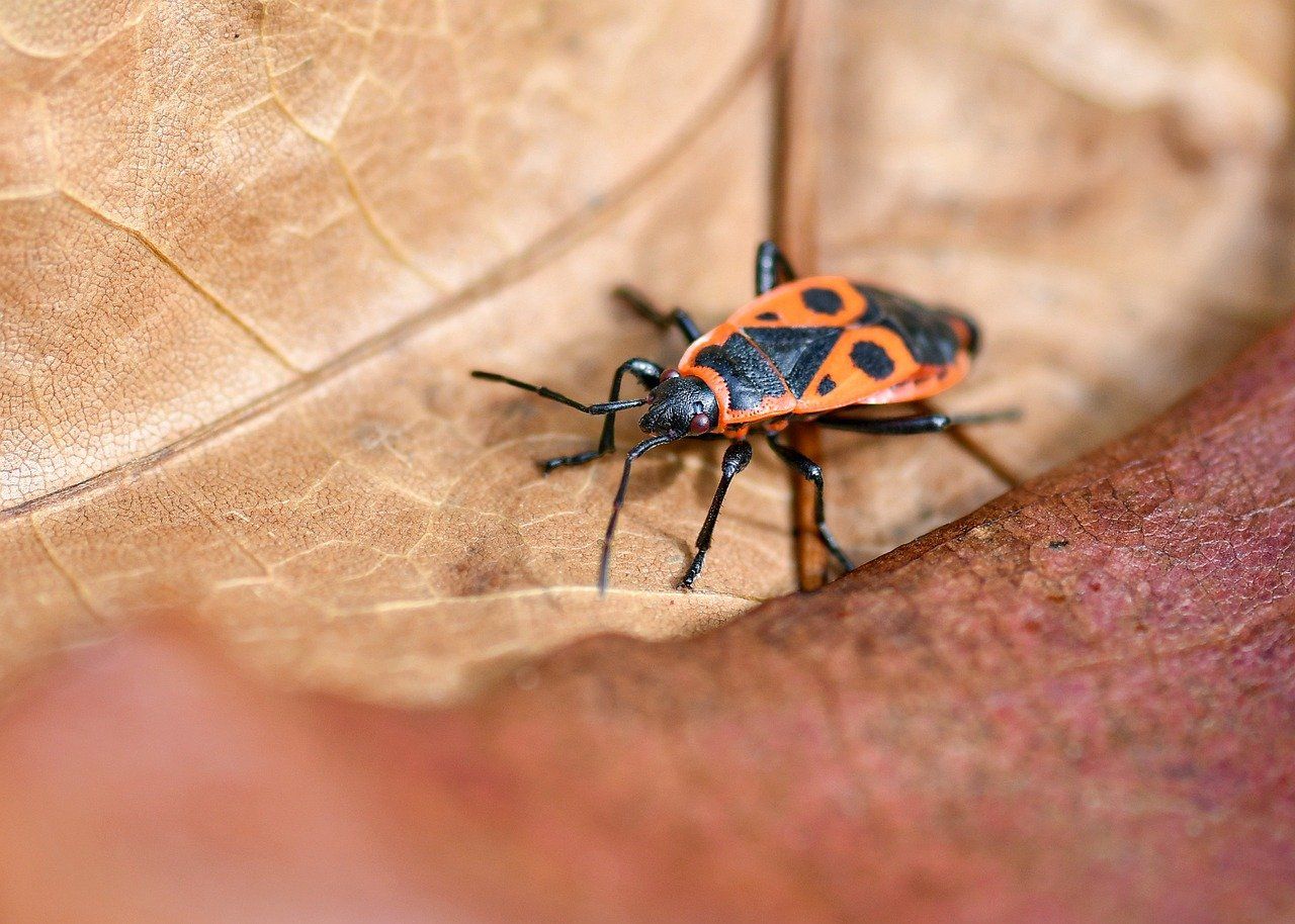 découvrez comment les citoyens s'unissent en collectives pour préserver la biodiversité et protéger notre environnement naturel.