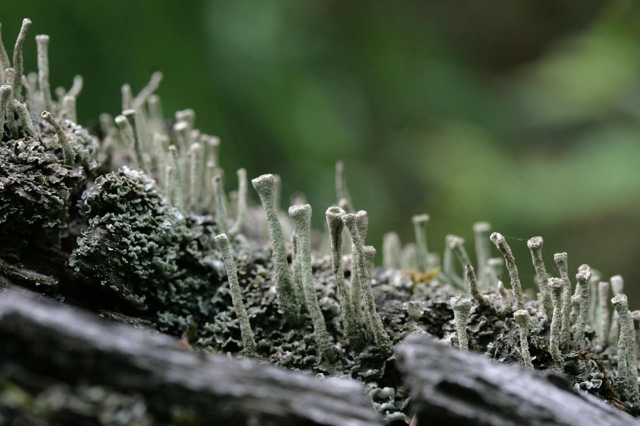 découvrez l'écosystème forestier, un réseau complexe de vie où les arbres, les plantes et les animaux interagissent en symbiose. explorez son importance pour la biodiversité, son rôle dans la régulation du climat et son impact sur notre planète.