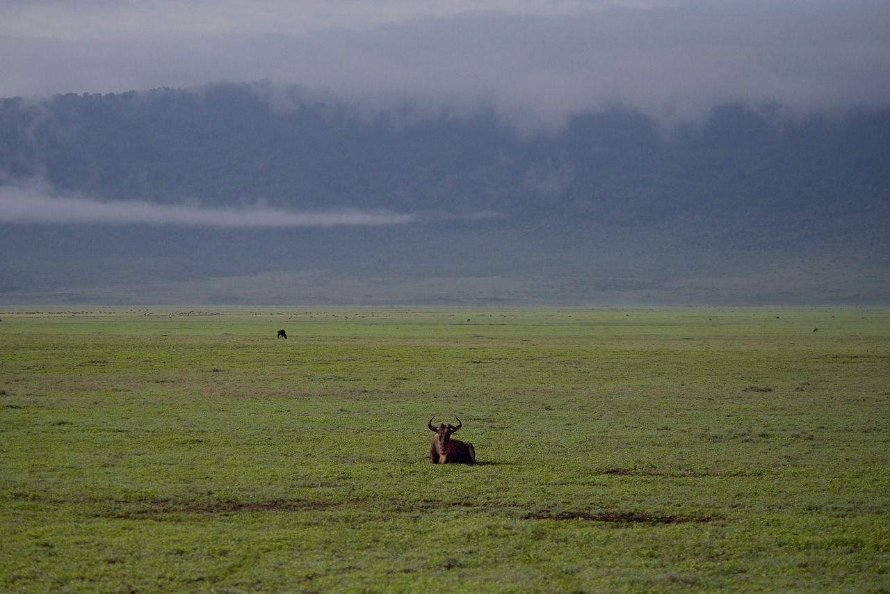 découvrez l'importance de la biodiversité dans le climat et comment la protéger pour un avenir durable.