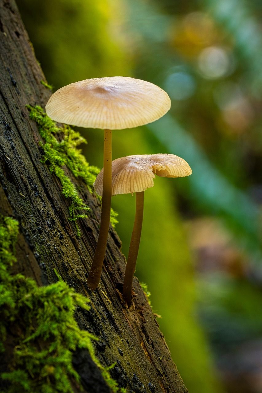 découvrez comment la restauration des écosystèmes contribue à la préservation de la biodiversité, à la lutte contre le changement climatique et au rétablissement des habitats naturels pour un environnement durable.