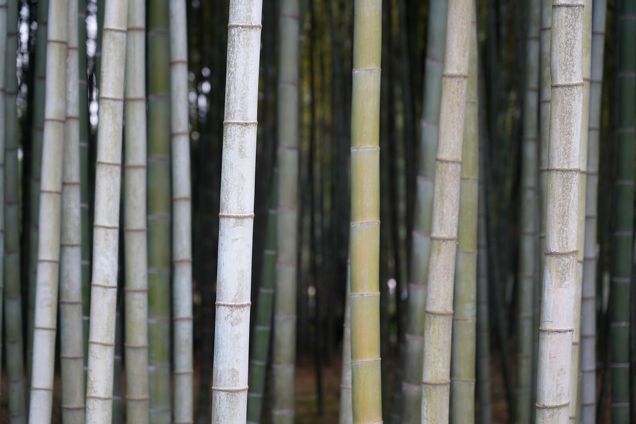 découvrez la richesse et l'importance des forêts tropicales : biodiversité, rôle écologique, menaces et actions pour leur préservation.
