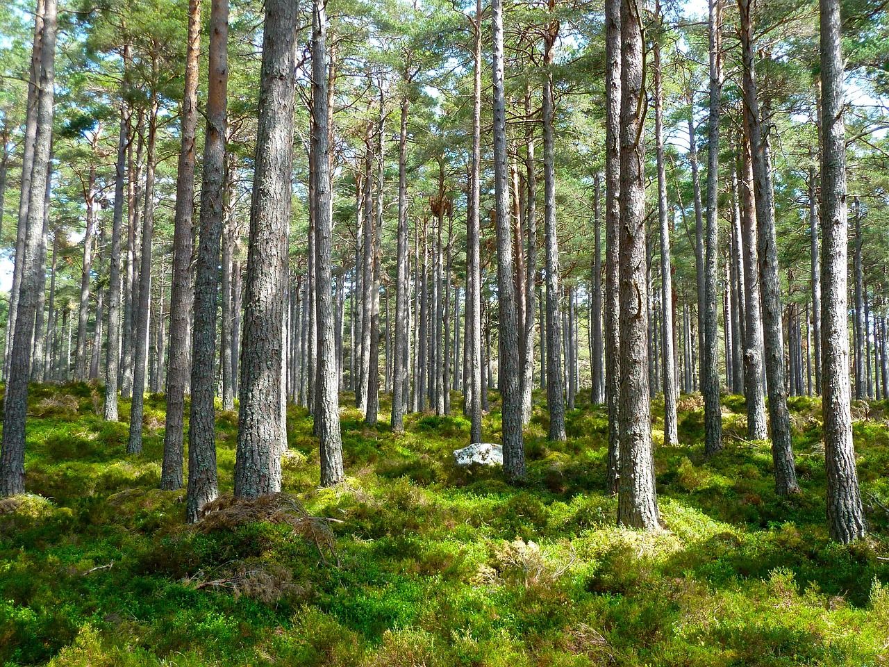 découvrez l'importance de la protection de l'environnement, les enjeux écologiques actuels et les actions à entreprendre pour préserver notre planète pour les générations futures.