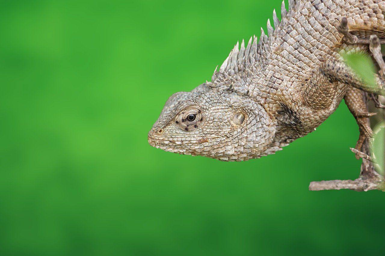 découvrez l'importance de la biodiversité et son rôle essentiel dans l'équilibre des écosystèmes. apprenez comment préserver la diversité des espèces et promouvoir un environnement durable pour les générations futures.