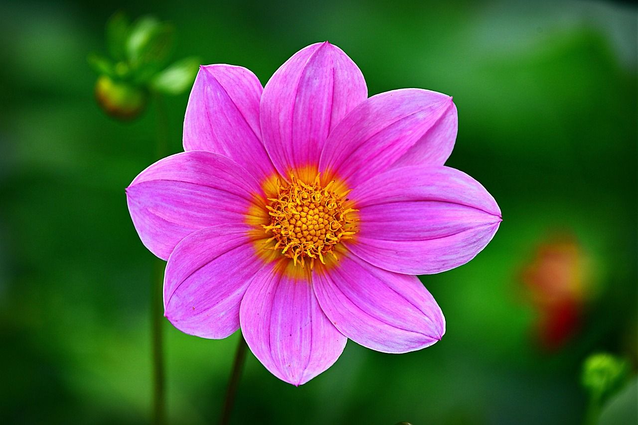 découvrez la beauté et la diversité du jardin botanique, un havre de paix où la nature s'épanouit. explorez des milliers de plantes du monde entier, participez à des ateliers floraux et laissez-vous inspirer par la magie des couleurs et des senteurs.