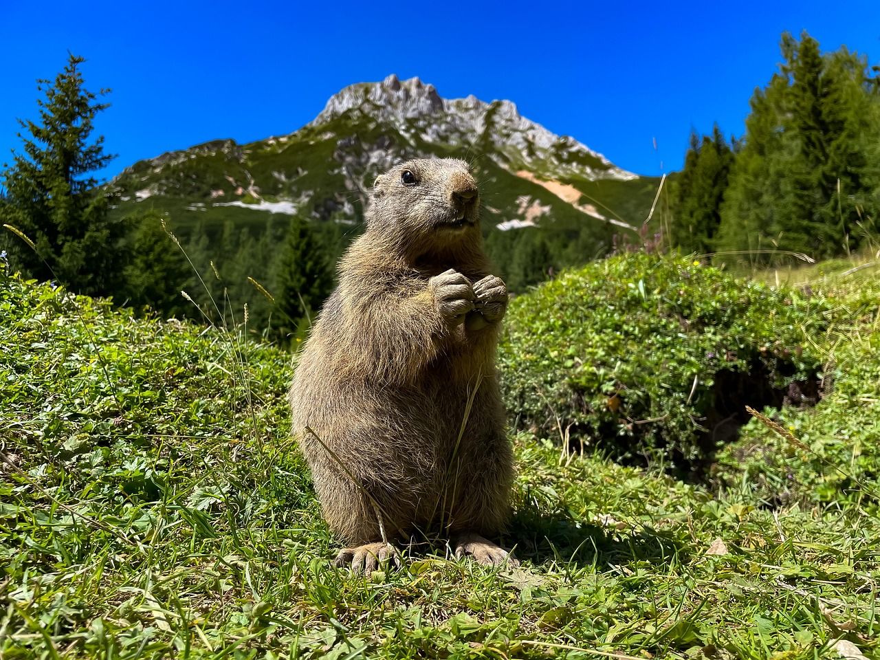découvrez l'importance de la biodiversité génétique pour la santé de notre planète. explorez comment la diversité des gènes contribue à la résilience des écosystèmes, au développement des espèces et aux innovations en matière de biotechnologie.