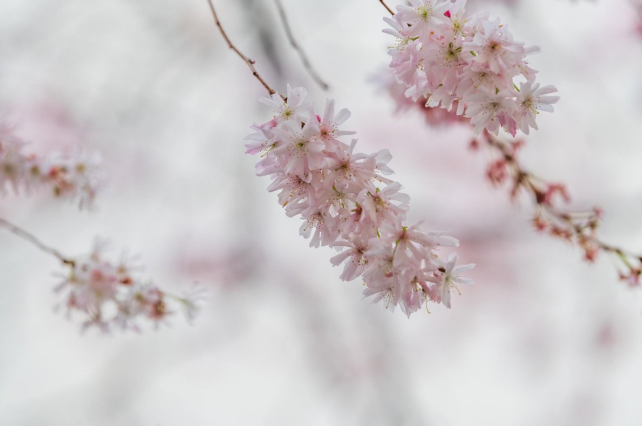 découvrez nos solutions efficaces pour la protection des plantes avec flora protection. protégez votre jardin et vos espaces verts contre les parasites et maladies grâce à nos produits naturels et respectueux de l'environnement.