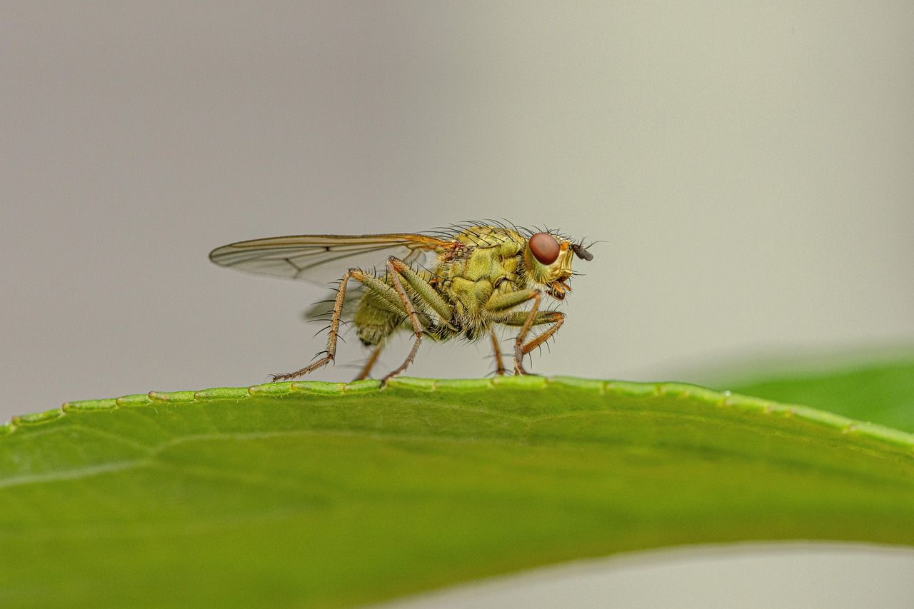 découvrez la richesse et la diversité de la biodiversité, élément crucial pour l'équilibre des écosystèmes. apprenez comment préserver notre patrimoine naturel et l'importance des espèces dans notre quotidien.