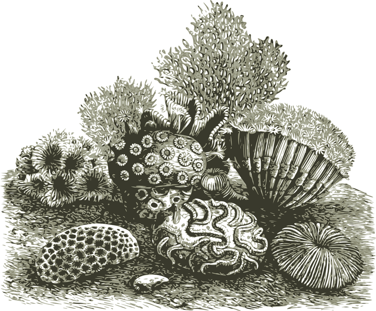 découvrez la richesse de la biodiversité marine, un écosystème fascinant qui joue un rôle crucial dans l'équilibre de notre planète. explorez les espèces, les habitats et les défis de préservation qui menacent ces précieuses ressources.