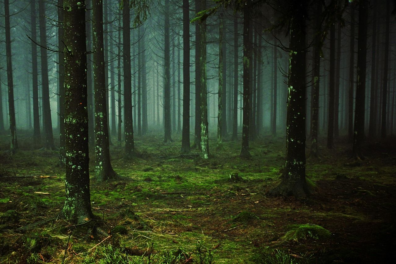 découvrez l'importance des forêts, leur biodiversité unique et leur rôle essentiel dans la préservation de l'environnement et du climat mondial.