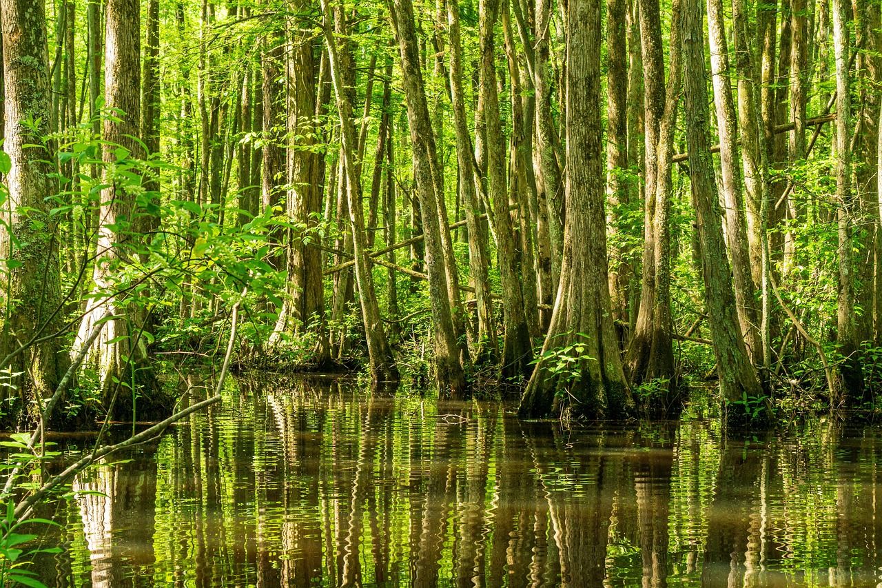 découvrez l'importance de la préservation des paysages, les méthodes pour protéger la biodiversité, et les avantages d'une gestion durable de nos environnements naturels.